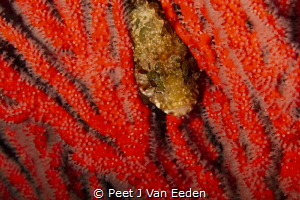 The hide away

Klipvis in a palmate sea fan by Peet J Van Eeden 